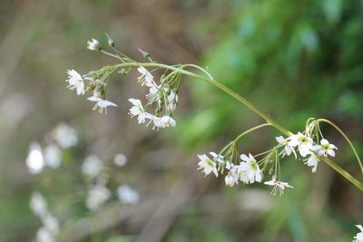Lysimachia sertulata, photographed by Cesar Ormazabal