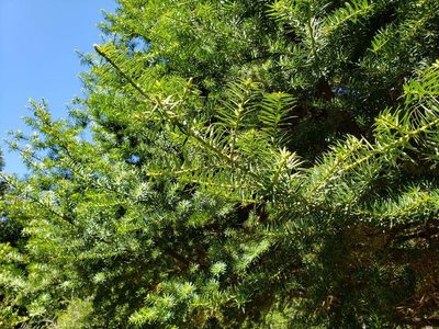 Podocarpus nubigenus, photographed by Cesar Ormazabal