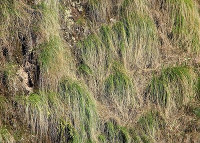 Cortaderia hieronymi, photographed by Hugo Hulsberg