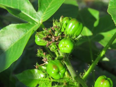 Jatropha excisa, photographed by Nicolas Olejnik