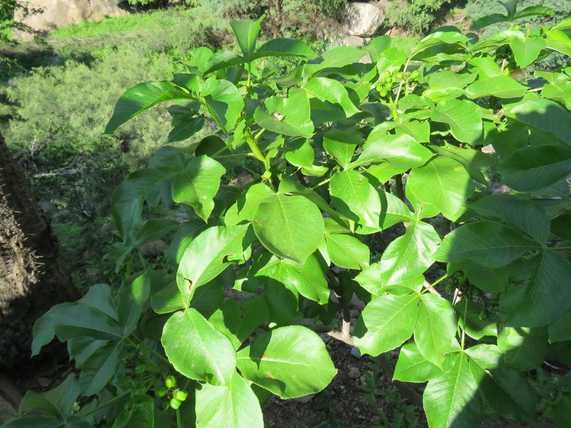 Jatropha excisa, photographed by Nicolas Olejnik