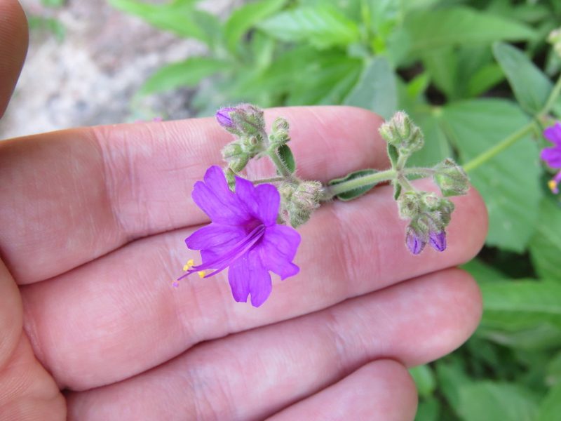 Mirabilis ovata, photographed by Nicolas Olejnik