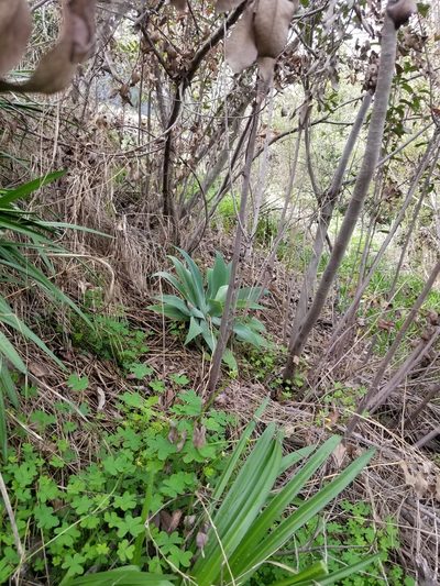 Agave attenuata, photographed by James C. Davis