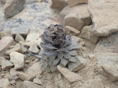Notothlaspi rosulatum, photographed by Paul Bell-Butler