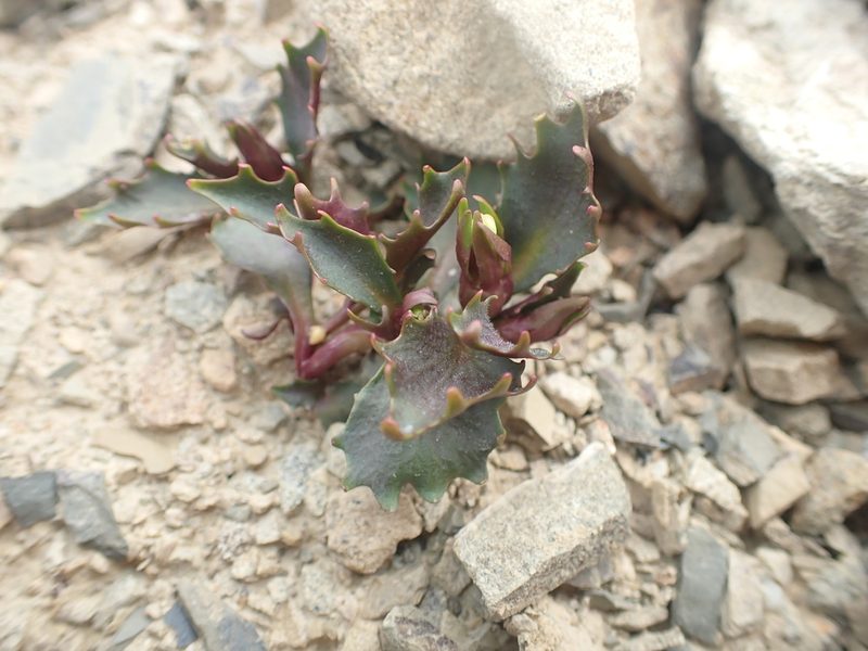 Lobelia roughii, photographed by Paul Bell-Butler