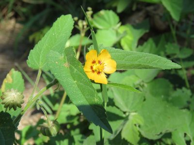 Gaya parviflora, photographed by Nicolas Olejnik