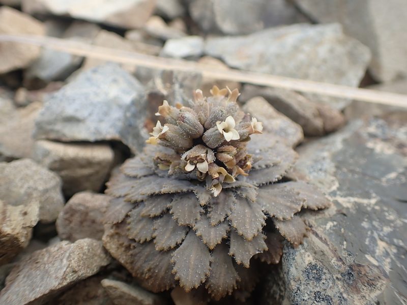 Notothlaspi rosulatum, photographed by Paul Bell-Butler