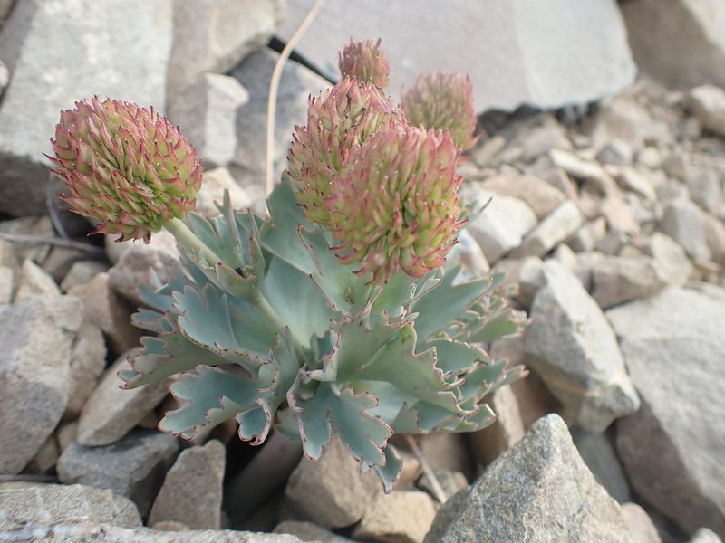 Ranunculus haastii, photographed by Paul Bell-Butler