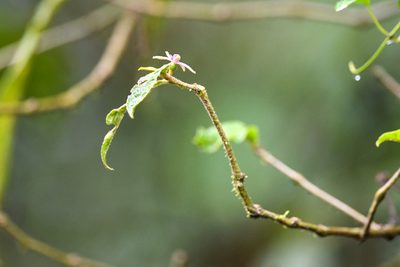 Lycianthes sanctaeclarae, photographed by Trevor Van Loon