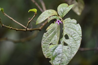 Lycianthes sanctaeclarae, photographed by Trevor Van Loon