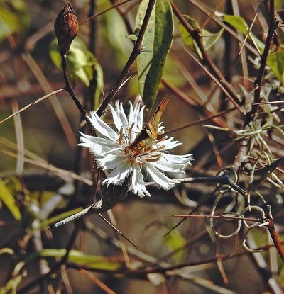 Barnadesia odorata, photographed by Hugo Hulsberg