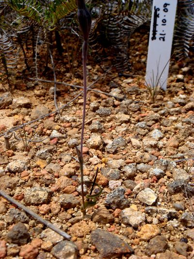 Thelymitra matthewsii, photographed by Peter de Lange