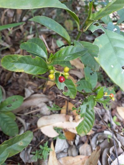 Psychotria carthagenensis, photographed by JG