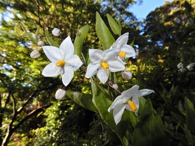 Solanum laxum, photographed by Grey Smith