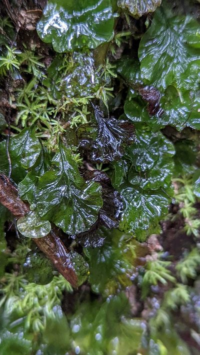 Didymoglossum godmanii, photographed by Trevor Van Loon