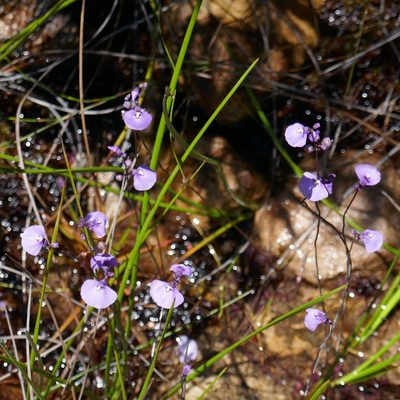 Utricularia dichotoma, photographed by Gary Williams