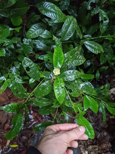 Palicourea glomerulata, photographed by Trevor Van Loon