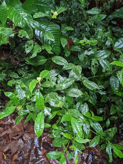 Palicourea glomerulata, photographed by Trevor Van Loon