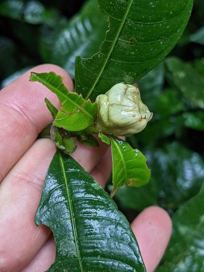 Palicourea glomerulata, photographed by Trevor Van Loon