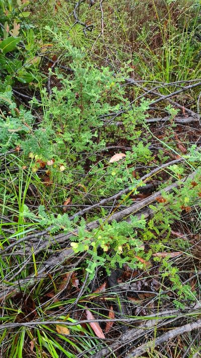 Dodonaea pinnata, photographed by Petra Holland