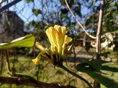 Camonea umbellata, photographed by Francisco Emilio Roldán Velasco
