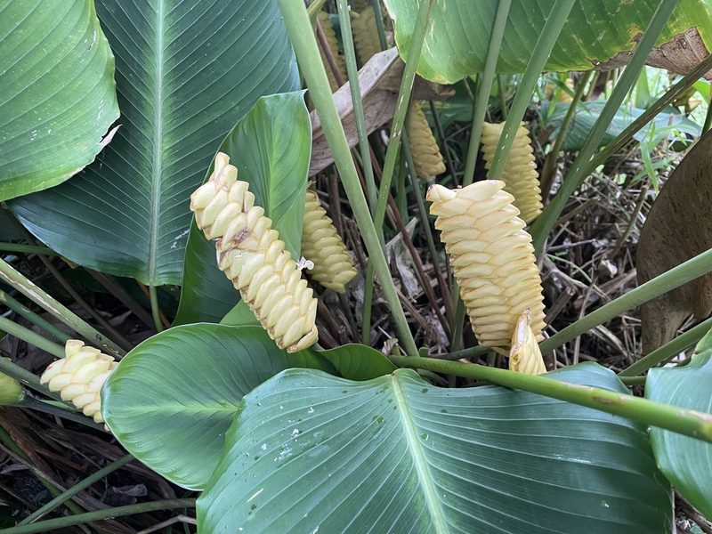 Calathea crotalifera, photographed by Dana Coelho