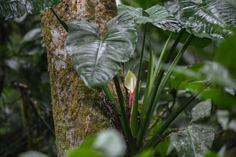 Syngonium schottianum, photographed by Trevor Van Loon