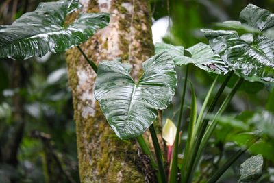 Syngonium schottianum, photographed by Trevor Van Loon