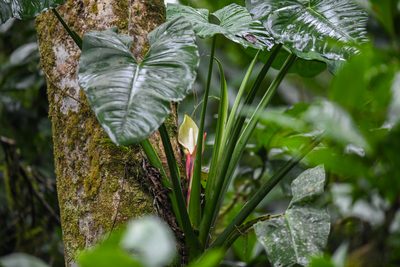 Syngonium schottianum, photographed by Trevor Van Loon