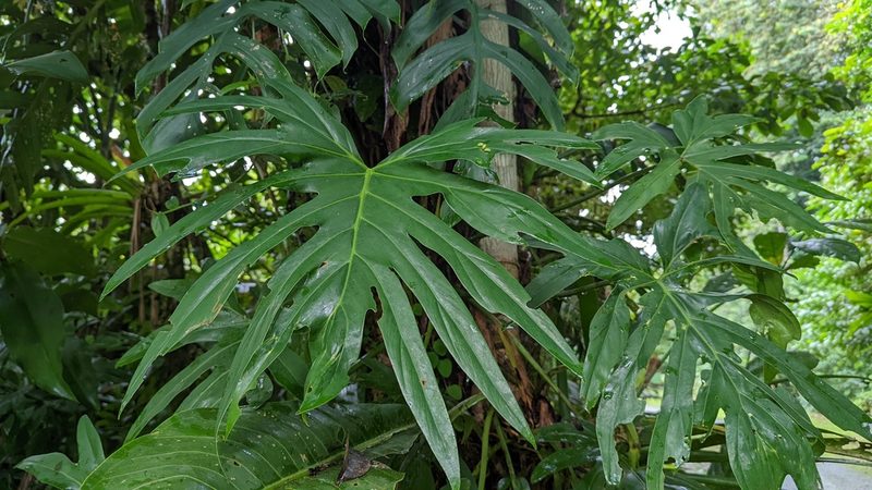 Philodendron radiatum, photographed by Trevor Van Loon