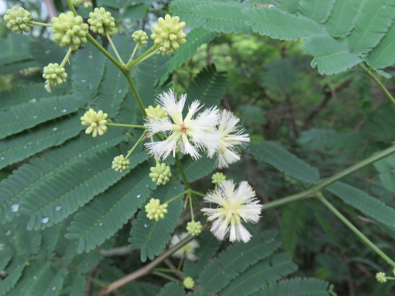 Senegalia tucumanensis, photographed by Nicolas Olejnik
