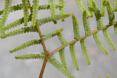 Gleichenia dicarpa, photographed by Gary Williams