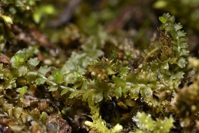 Barbilophozia barbata, photographed by Braden J. Judson