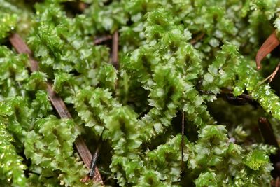 Barbilophozia barbata, photographed by Braden J. Judson