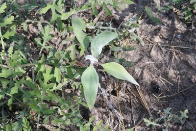 Helianthus argophyllus, photographed by Reid Hardin