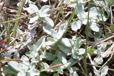 Stemodia lanata, photographed by Reid Hardin