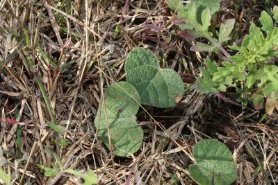 Rhynchosia americana, photographed by Reid Hardin