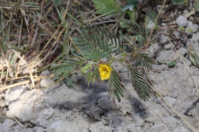 Chamaecrista fasciculata, photographed by Reid Hardin