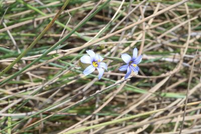 Sisyrinchium biforme, photographed by Reid Hardin