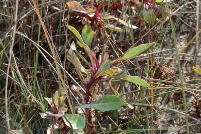Samolus ebracteatus, photographed by Reid Hardin