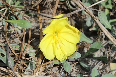 Oenothera drummondii, photographed by Reid Hardin