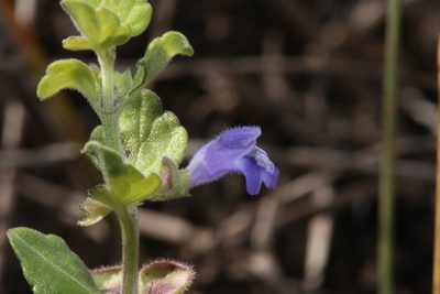 Scutellaria muriculata, photographed by Reid Hardin