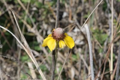 Ratibida peduncularis, photographed by Reid Hardin