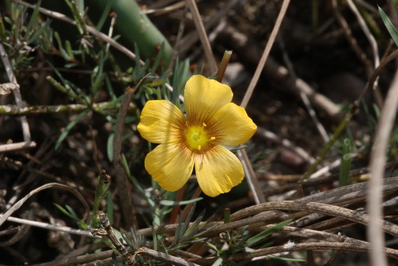 Linum alatum, photographed by Reid Hardin