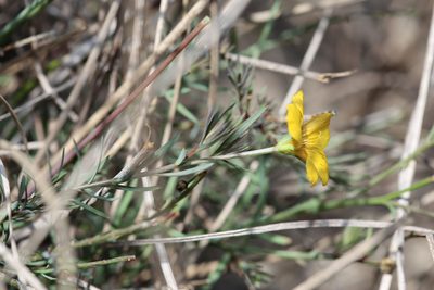 Linum alatum, photographed by Reid Hardin