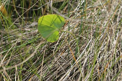Centella erecta, photographed by Reid Hardin