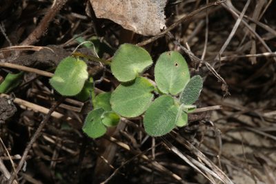 Euphorbia innocua, photographed by Reid Hardin