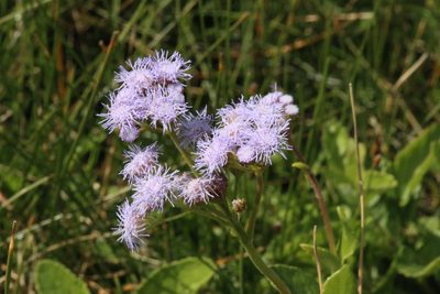 Conoclinium betonicifolium, photographed by Reid Hardin