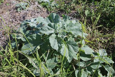 Helianthus argophyllus, photographed by Reid Hardin