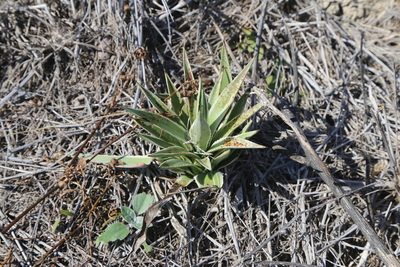 Agave angustifolia